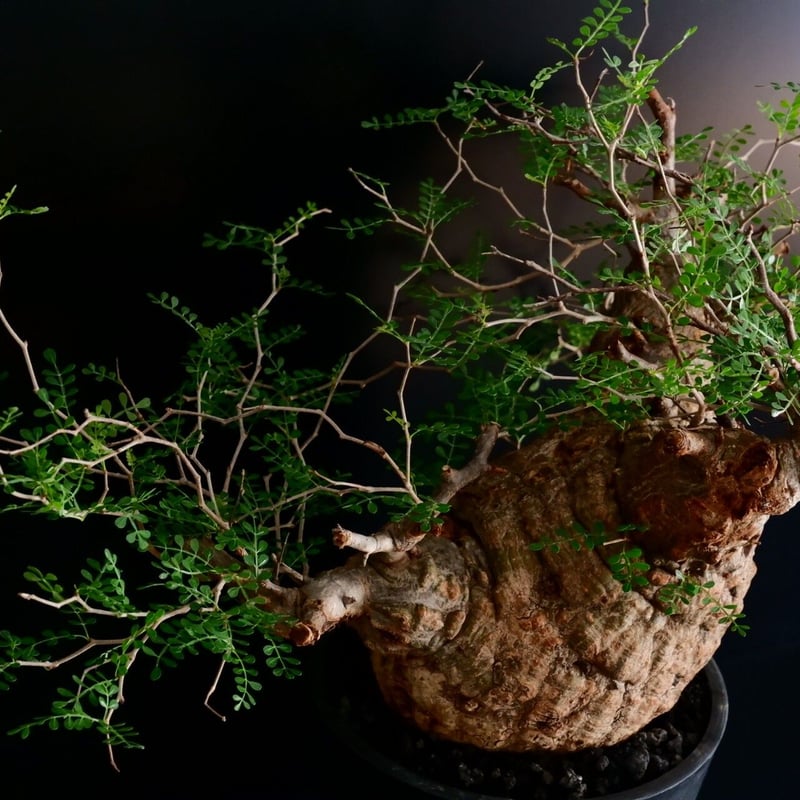 大型 扁平 生物型 パキプス 06 ［幹幅20cm ］ 7号鉢 | Botanical Holic