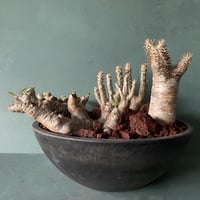Big Madagascar Rock Garden - Red -［ No.8 ］