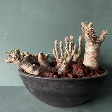 Big Madagascar Rock Garden - Red -［ No.8 ］