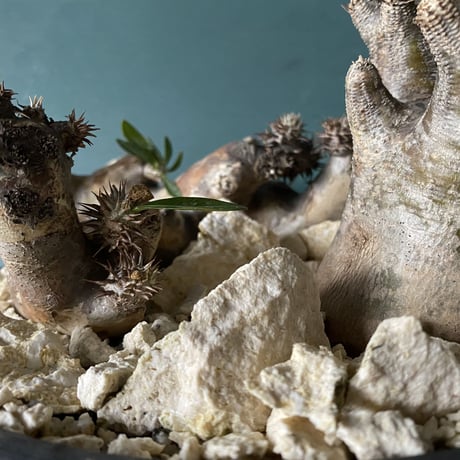 Big Madagascar Rock Garden - White -［ No.7 ］