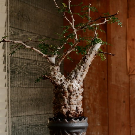オペルクリカリア パキプス φ7.5cm［No.16］  ×   根本峻吾 作 S.N POT type.slim「 鐡 - 黒焔 - 」 3号 植木鉢