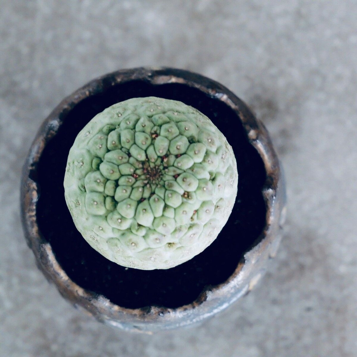 仏頭玉【超特大株】ラリレアキア カクティフォルメ 仏頭玉【超特大株】ラリレアキア カクティフォルメ - メルカリ