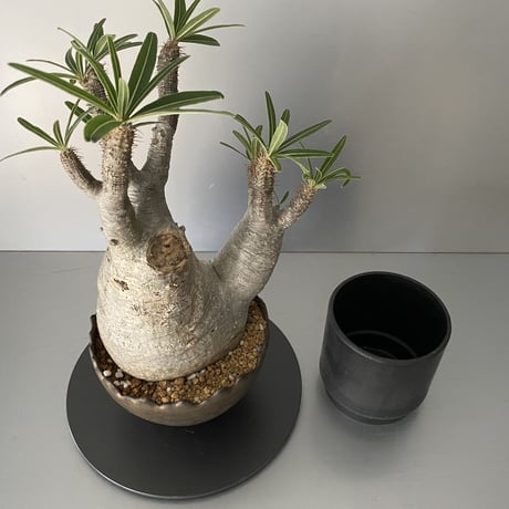 発根済  中ぶり 分頭 グラキリス BG-193 × S.N.Pot "丸"- crown - 5号鉢 ［作家  "根本峻吾"］
