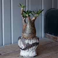 〈特選株〉グラキリス ガチムチボディー 雨ざらし 実生4,5年 2号ポット 発根済 変態 二頭 グラキリス - 象牙宮 - size S ［No.20］ × 松野然