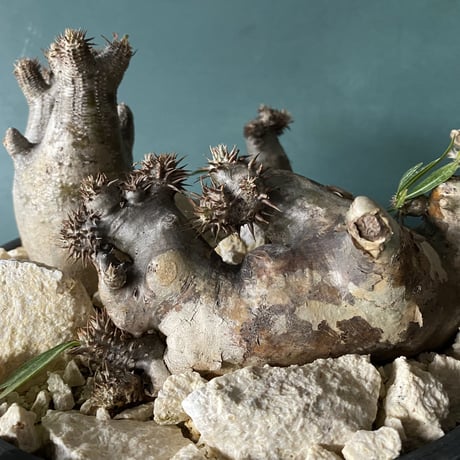 Big Madagascar Rock Garden - White -［ No.7 ］