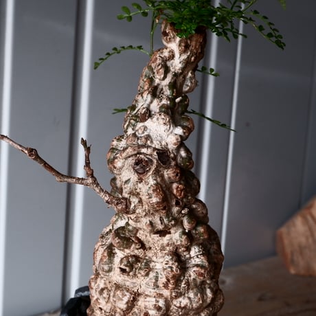 オペルクリカリア パキプス φ 8cm［No.09］  × 沖誠 作「 Rivet - 燻銀彩 - / 五角型 」3号 笠間焼