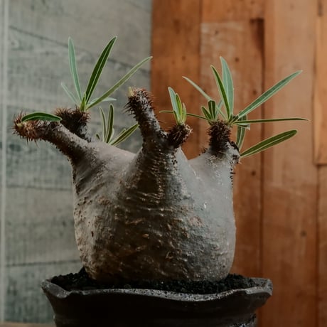 グラキリス  M - 象牙宮 - ［No.194］  ×   沼野秀章 作「 black wrap 」3.5号 植木鉢 笠間焼