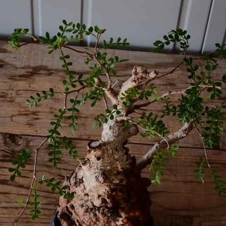 オペルクリカリア パキプス φ 11cm［No.38］  ×   根本峻吾 作 S.N POT type.cylinder「 黒焔 」 4号 植木鉢