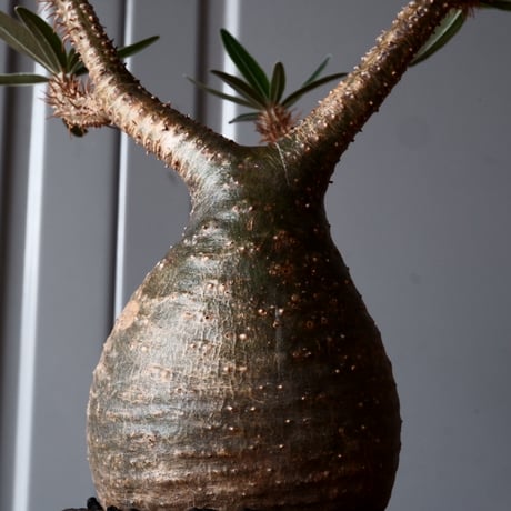 グラキリス φ8.5cm - 象牙宮-［No.44］× 根本峻吾 作 S.N POT type.round「 爪牙 -堕天白- 」3号鉢 笠間焼