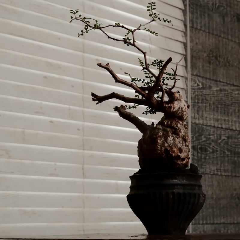 専用】小野瀬一の植木鉢 【公式通販】