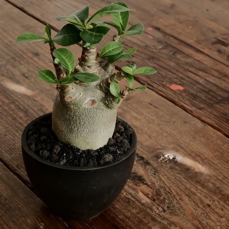 小人》アデニウム アラビカム 