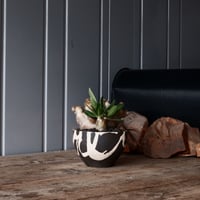 パキポディウム ブレビカリックス 輸入株 発根済［No.9］  × 沼野秀章 作品【 black wrap 】4.5号 笠間焼 植木鉢