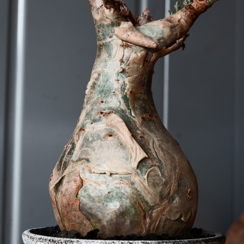 キフォステンマ ベティフォルメ ナローリーフ ソマリア産 輸入株［No