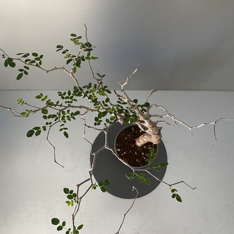コミフォラ モンストローサ 発根済 現地株 MO-03 × 燻し銀 " 群青 " 笠間焼 4号鉢