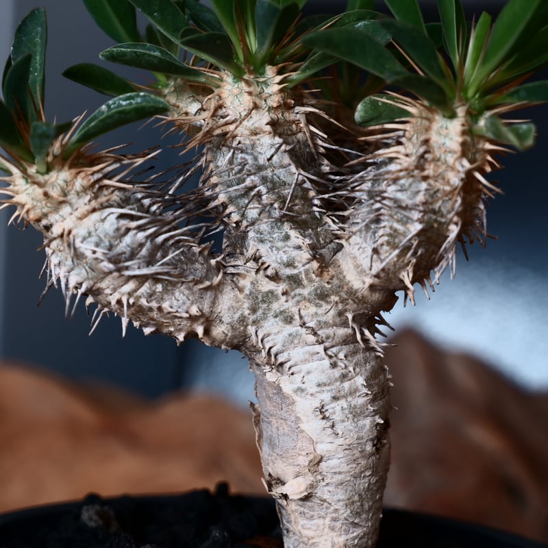 ユーフォルビア ギラウミニアナ 輸入株［No.47］ 4号鉢