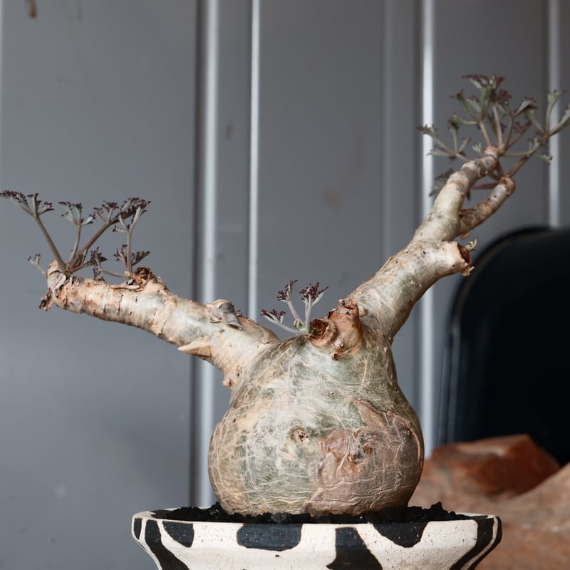 丸株 キフォステンマ ベティフォルメ ナローリーフ ソマリア産 輸入株