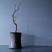 発根済 コミフォラ モンストローサ 03 × S.N.Pot "Tall " - horizon - 3号鉢 ［作家  "根本峻吾"］