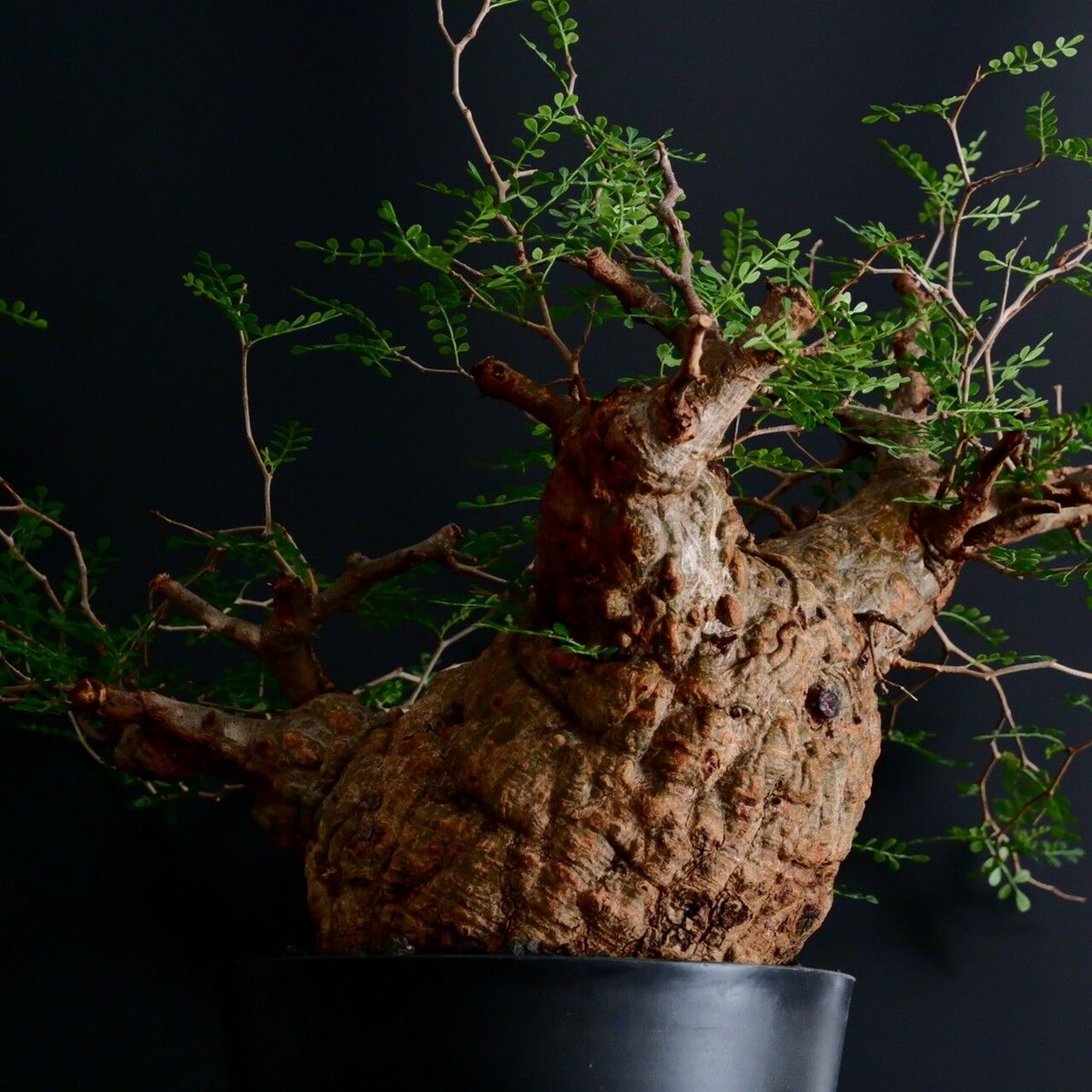 CURVE 01 （4~9号 6点セット） 大型 植木鉢 パキプス CURVE 01 （4~9号 6点セット） 大型 植木鉢 パキプス 大型鉢】CURVE 01（