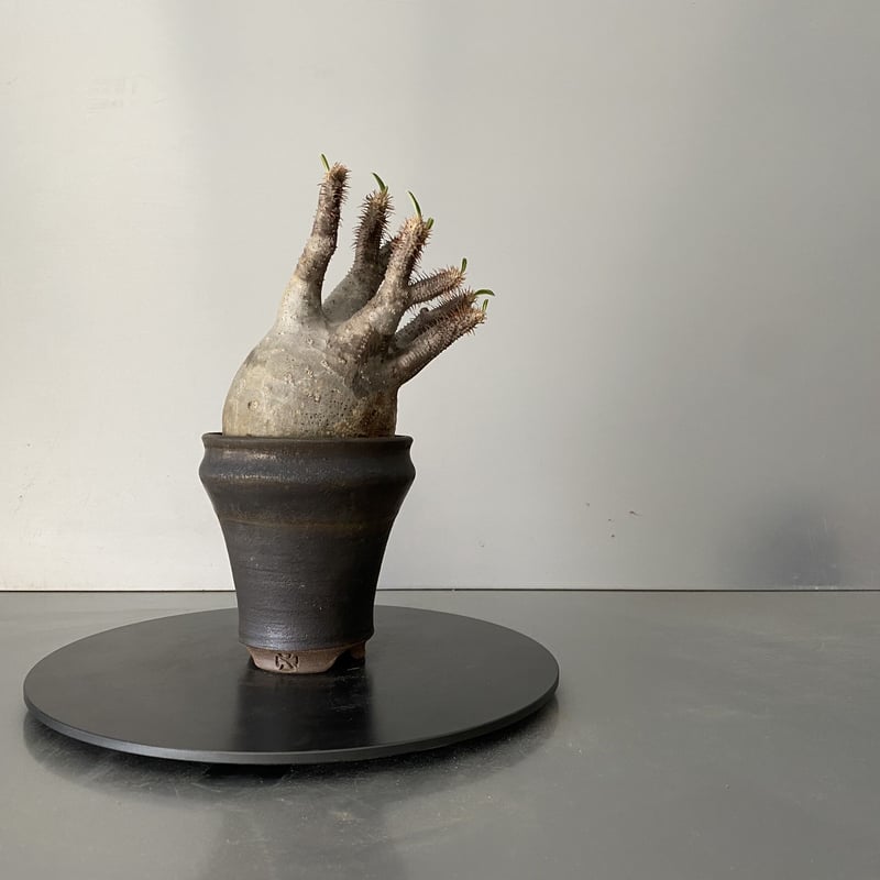 ア*ー様 グラキリス 現地球 根本峻吾⁡鉢付き 美株 発根済み 長期管理株