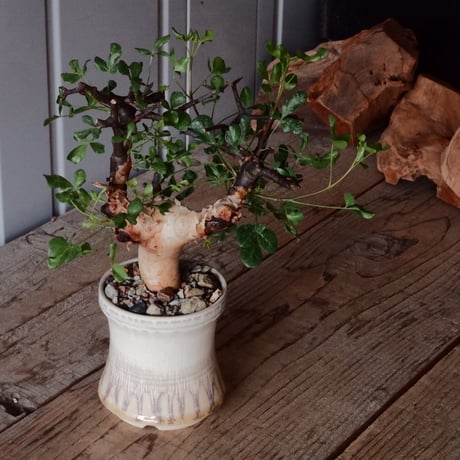 コミフォラ カタフ ピュア［No.01］  × 杉山悠 作 φ9cm 植木鉢 笠間焼