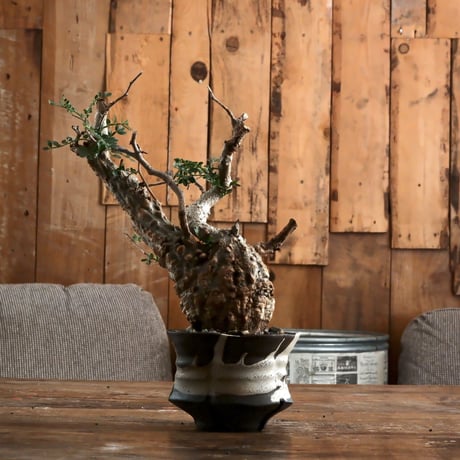 オペルクリカリア パキプス φ9cm［No.6］  ×   沼野秀章 作「 black wrap 」3号 植木鉢