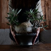 《 特大SP株 》グラキリス φ22cm［No.22］  ×  松野然 作「 ZEN 」8号鉢