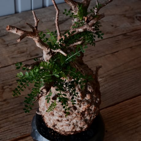 オペルクリカリア パキプス φ9.5cm［No.19］  × 沖誠 作「Spilal - 燻銀彩 - / round 」 3号 植木鉢 笠間焼