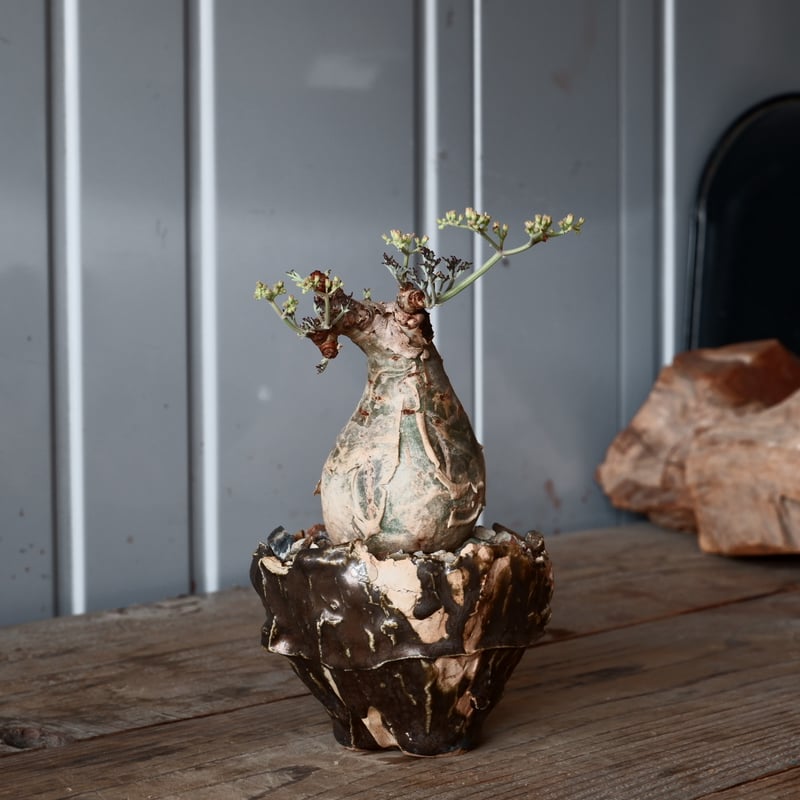 ミニサイズ キフォステンマ ベティフォルメ ナローリーフ ソマリア産