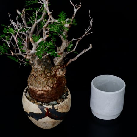 発根済 オペルクリカリア パキプス ［No.11］×  根本峻吾 作 S.N.POT「帷 - tobari - 」笠間焼 植木鉢