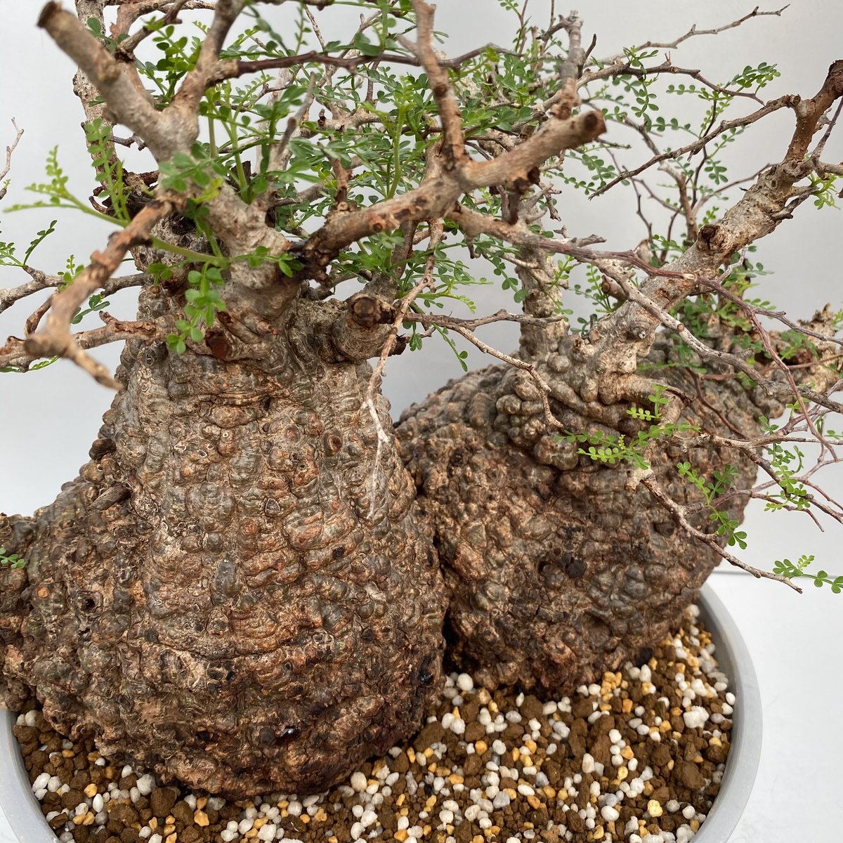 特大 多頭 マルチヘッド オペルクリカリア パキプス MP04 発根済 現地