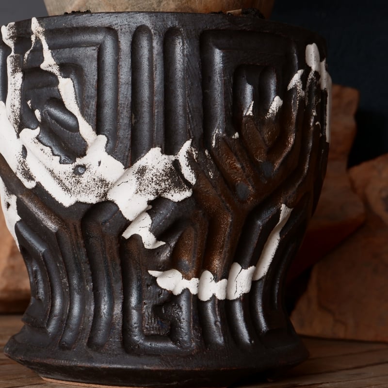 キフォステンマ ベティフォルメ ナローリーフ ソマリア産 輸入株［No