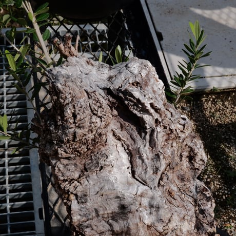 Old Olive 古木オリーブ［No.04］× 10号皿鉢 (φ30cm)