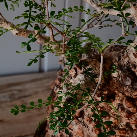 オペルクリカリア  パキプス φ 12.5cm［No.42］  × 沼野秀章 作 【 刻ム音 】4号 植木鉢 笠間焼