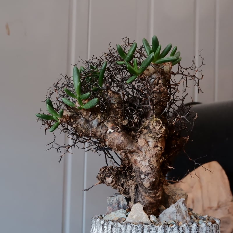 万物想 チレコドン レティキュラーツス［No.02］ × 根本峻吾 作 S.N