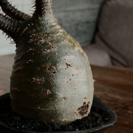 グラキリス - 象牙宮 -［No.49］  ×   沼野秀章 作「 black wrap 」3号 植木鉢 笠間焼