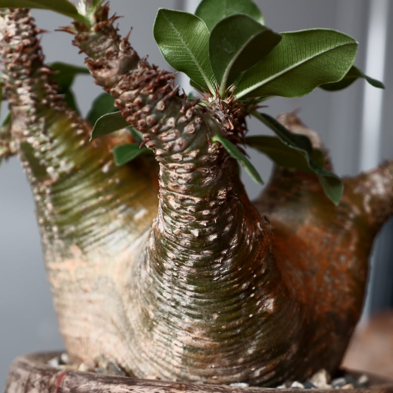 中株 マカイエンセ φ10cm - 魔界玉 - 輸入株［No.19］ × 沼野秀章 作品