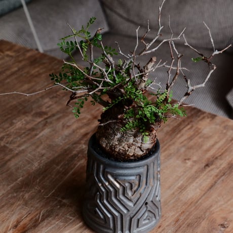 オペルクリカリア パキプス φ9cm［No.21］  ×  根本峻吾 作 S.N POT type.tall「 鐡 - kurogane - 」3号 植木鉢 笠間焼