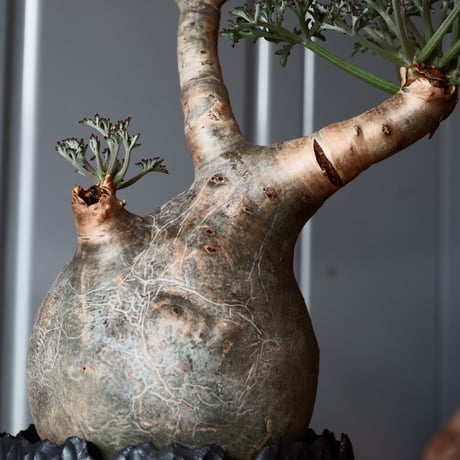 丸株 キフォステンマ ベティフォルメ ナローリーフ ソマリア産 輸入株［No.17］  × 根本峻吾 作品【 S.N POT「 爪牙 -堕天黒- 」3.5号 】