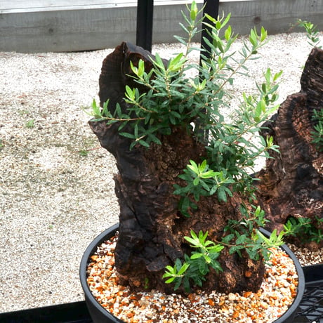 Old Olive 古木オリーブ［No.18］× 12号皿鉢 (φ36cm)