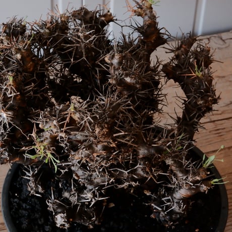 【 大株 】オトンナ ユーフォルビオイデス ［No.89］ ×  8号 浅鉢 植木鉢