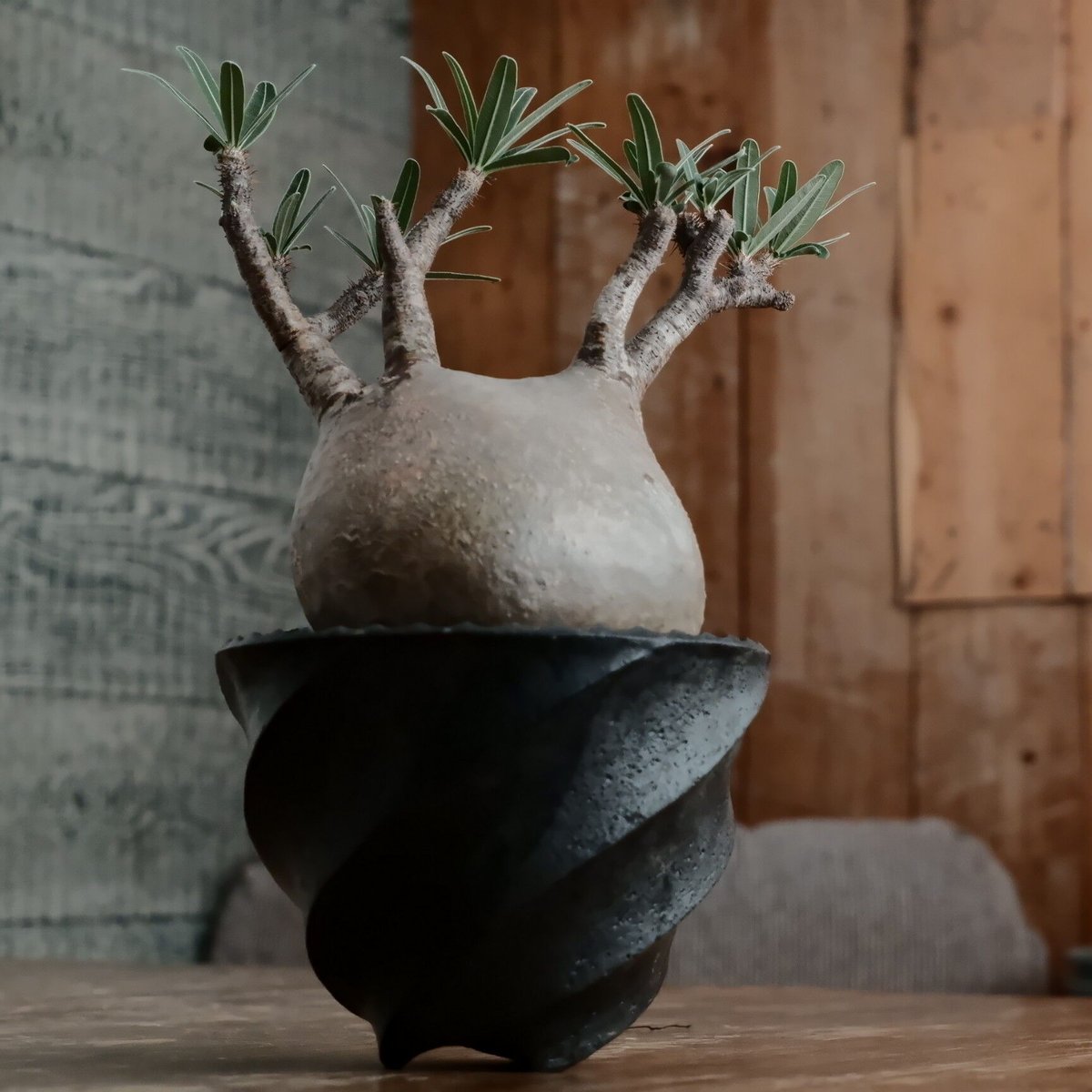 グラキリス 現地球 鉢付き 沖誠 作 笠間焼 グラキリス 現地球 鉢付き 沖誠 作 笠間焼