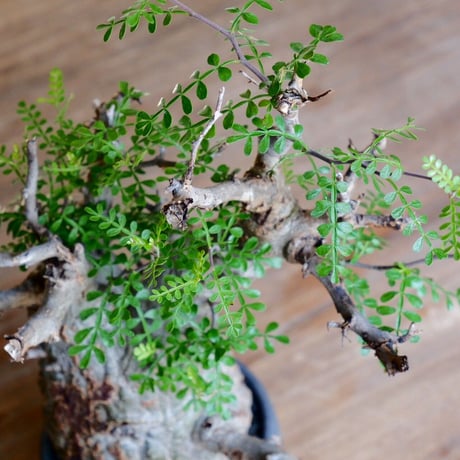 緑肌 オペルクリカリア パキプス［No.16］  ×  根本峻吾 作 S.N POT type.round「 鐡 - kurogane - 」4号 植木鉢