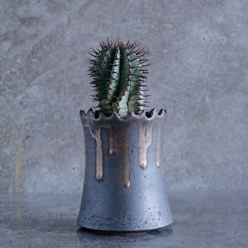 総*長様 B14238★オークション★巨大6.5cm株！ユーフォルビア ホリダ euphorbia horrida《極太M size》※現地球発根済株※大変木質化も