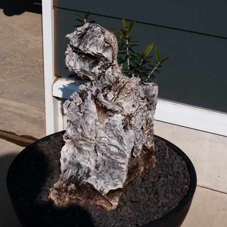 Old Olive 古木オリーブ［No.26］× 12号皿鉢 (φ36cm)