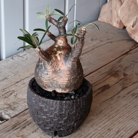 グラキリス φ8.5cm - 象牙宮 - ［No.37］  ×   沼野秀章 作「 black wrap 」3号 植木鉢 笠間焼