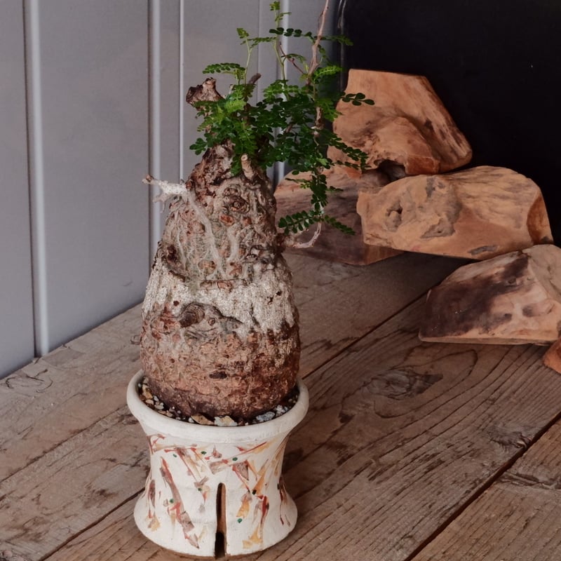 白 オペルクリカリア パキプス φ 11cm［No.21］ × 沼野秀章 作「 刻ム