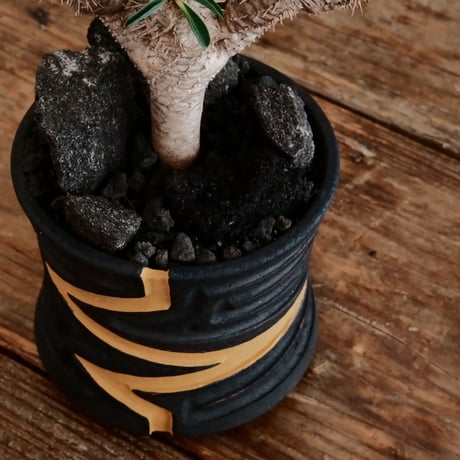 ユーフォルビア ギラウミニアナ［No.59］  ×   根本峻吾 作 S.N POT type.slim「 雷電 」limited color - Ocher - 4号 植木鉢 笠間焼