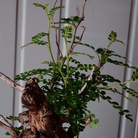 白 オペルクリカリア パキプス φ 11cm［No.21］  ×   沼野秀章 作「 刻ム音 」3.5号 植木鉢 笠間焼