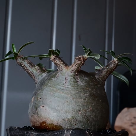 グラキリス φ8cm - 象牙宮 - ［No.06］  ×   沼野秀章 作「 black wrap 」3号 植木鉢 笠間焼