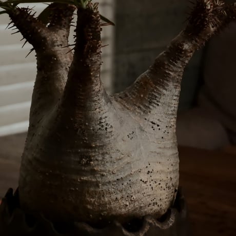 グラキリス φ8cm - 象牙宮 - ［No.63］  ×   根本峻吾 作 S.N POT type.round「 黒焔 - kokuen - 」3号 植木鉢 笠間焼